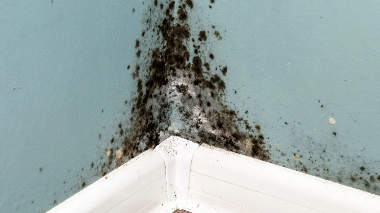 What is Mold; Expert Answers