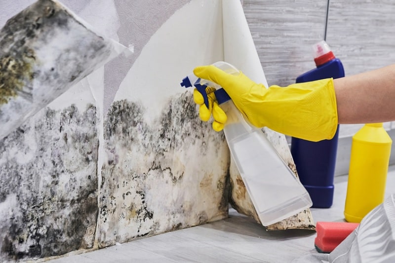 Can Mold Make You Sick?