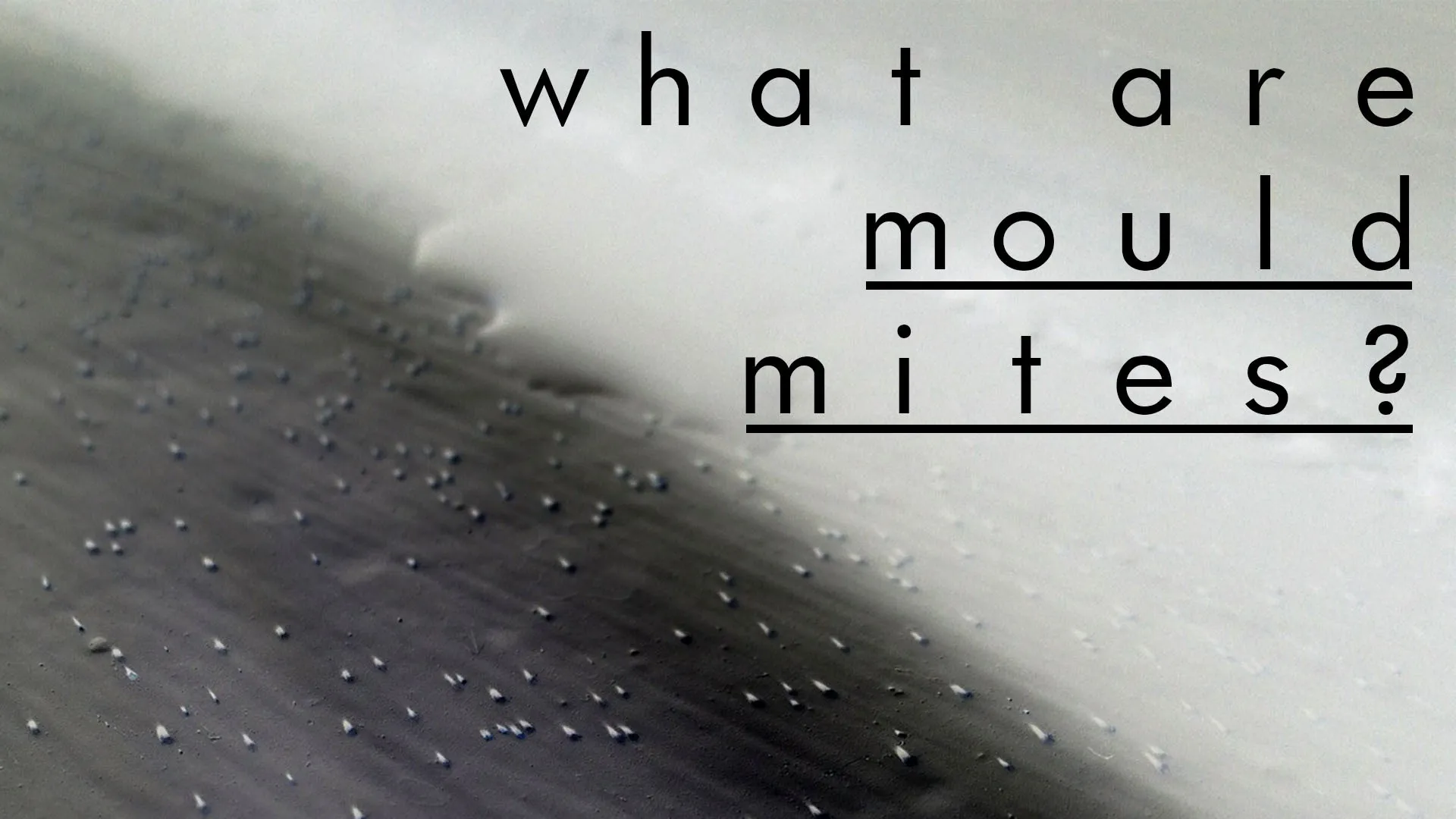 What are Mold Mites and How to Get Rid of Them