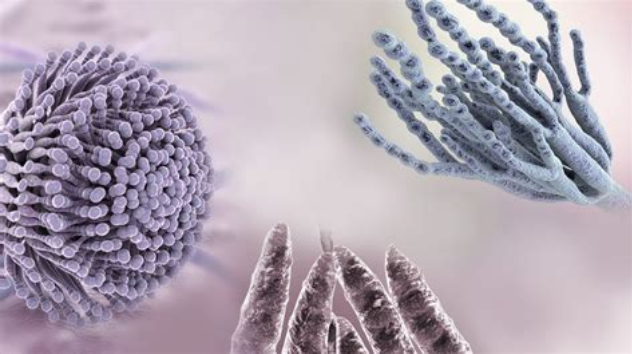 Mycotoxins in Indoor Air