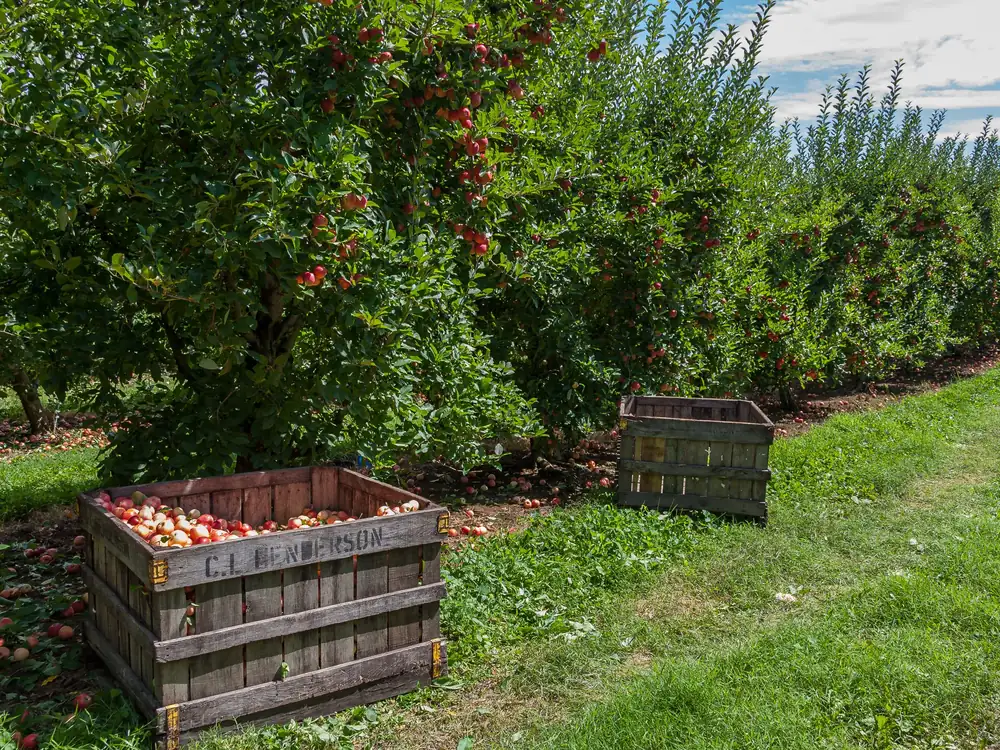Apple orchard in Henderson County near Hendersonville, NC