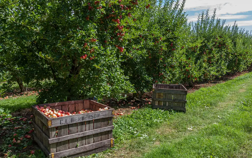 Apple orchard in Henderson County near Hendersonville, NC